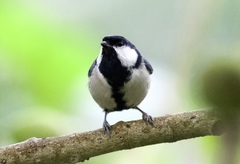 Parus cinereus