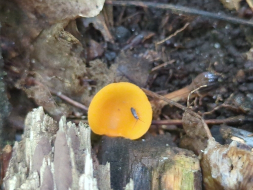 orange peel fungus
