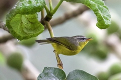 Phylloscopus xanthoschistos