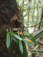 Bulbophyllum auriflorum image