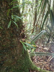 Bulbophyllum auriflorum image