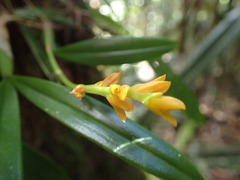 Bulbophyllum auriflorum image