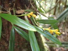 Bulbophyllum auriflorum image