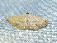 Scopula aemulata