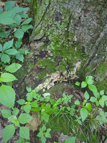 Fungi Including Lichens