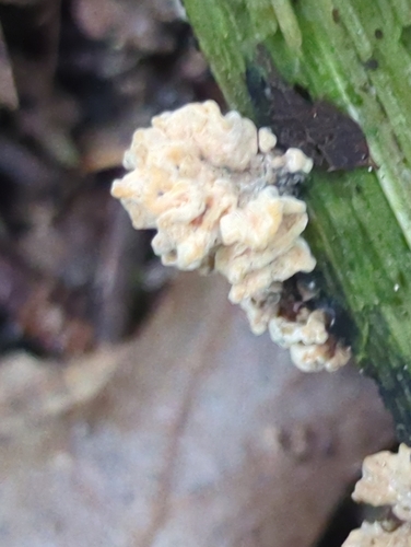 Xylaria flabelliformis