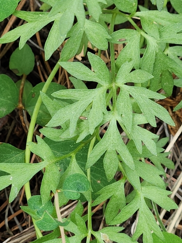 Tadpole buttercup (Cyrtorhyncha ranunculina)