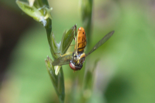 Unknown species found near Gillette, WY, USA