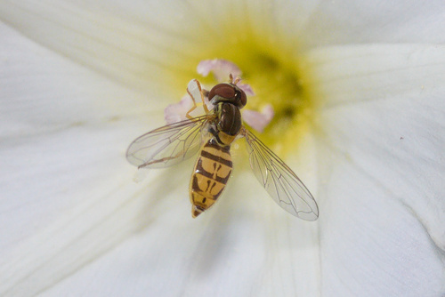Unknown species found near Gillette, WY, USA