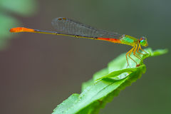Ceriagrion cerinorubellum