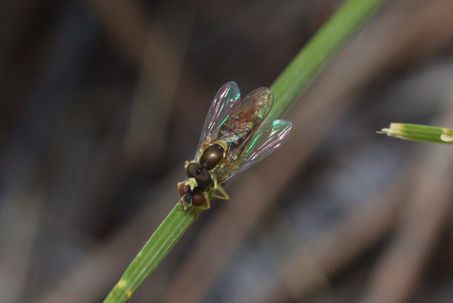 Unknown species found near Gillette, WY, USA