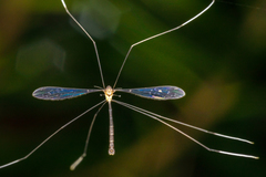 Thrypticomyia arachnophila