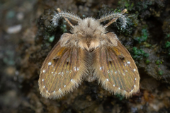 Clogmia albipunctata