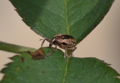 Hypera melancholica
