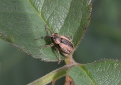 Hypera melancholica