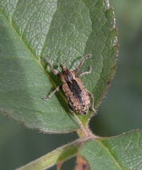 Hypera melancholica