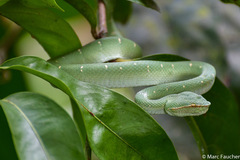 Tropidolaemus subannulatus