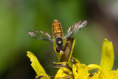 Unknown species found near Gillette, WY, USA