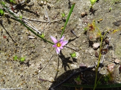 Romulea rosea australis