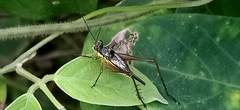 Nisitrus