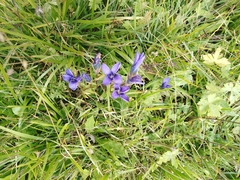 Gentianopsis ciliata ciliata