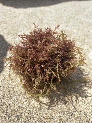 Hypnea valentiae observed 2025-06-30