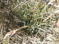 Aloe humilis