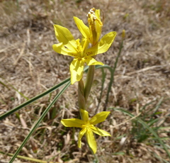 Moraea pallida