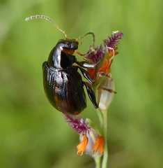 Microsyagrus marshalli