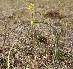 Moraea pallida