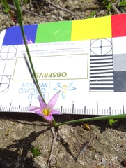 Romulea rosea australis