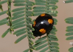 Peltoschema tetraspilotum