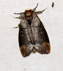 Phalera grotei