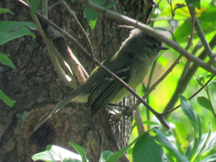 Phylloscartes ventralis