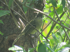 Phylloscartes ventralis