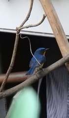 Cyornis