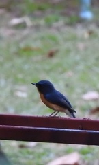 Cyornis