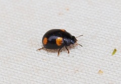 Peltoschema tetraspilotum