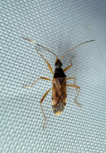 Ozophora depicturata photo 4