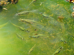 Cnesterodon decemmaculatus