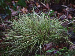 Carex oshimensis