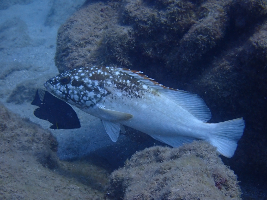 Clipperton grouper (Epinephelus clippertonensis) — Serranidae