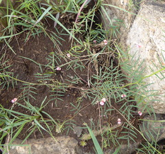 Indigofera filipes