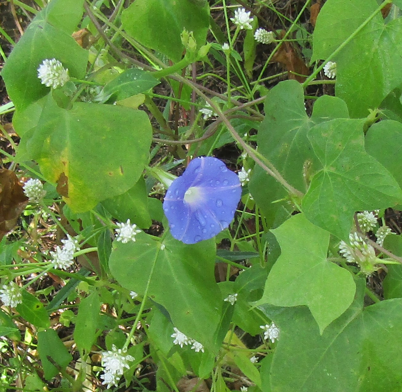 Ipomoea nil