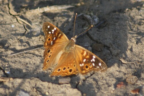 Empress Leilia photo 4