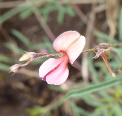 Indigofera filipes