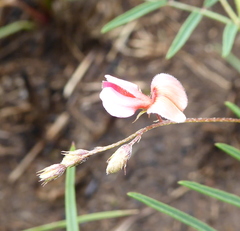Indigofera filipes