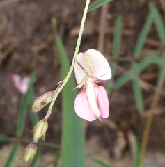 Indigofera filipes