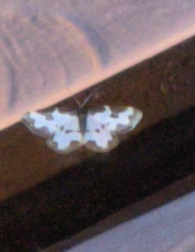 Clouded Border photo 6