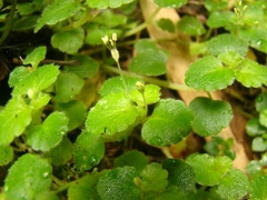Dysopsis glechomoides
